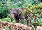 Environmentalist outlines steps to ensure Sinharaja elephants remain in the Rainforest