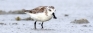 Spoon-billed Sandpiper found in Sri Lanka!