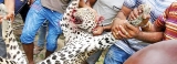 Mob-style leopard killing – Lanka’s day of shame