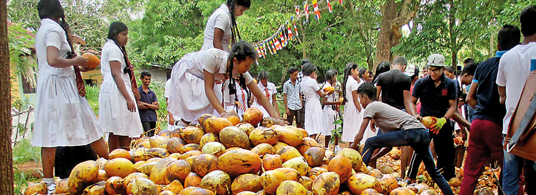 King coconut dansela for travellers to ancient city