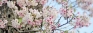 Cherry blossoms bloom  in Nuwara Eliya