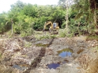 Three arrested for destroying mangroves