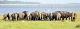 Human-elephant conflict: The folly of fences