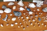 Rare collection of Sri Lanka’s seashells under Pathfinder Collection