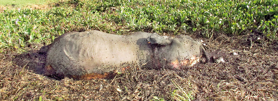 Stuck in the mud, five elephants die in Mahaweli marshes