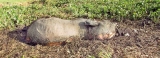 Stuck in the mud, five elephants die in Mahaweli marshes