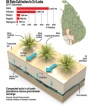 Traditional cash crops under threat from palm oil, warns environmental regulator