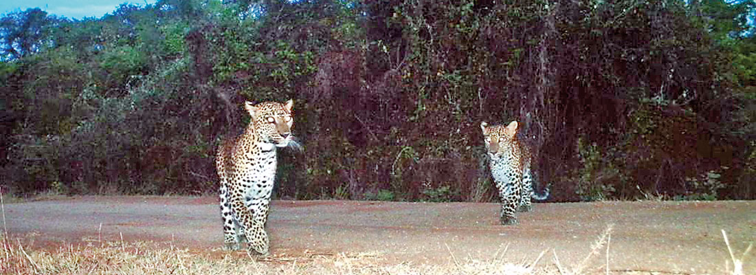 Camera trapping the elusive leopards of Wasgamuwa