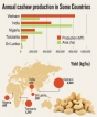 Presidential cashew fiasco: How to revive our ailing cashew industry