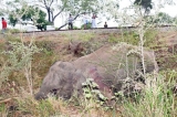 Solutions derailed while elephants die on tracks