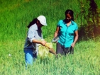Organic fertilizer via rice straw to boost rice production