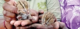 ‘Rescue’ of wild cat babies backfires