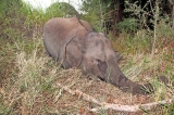 Group searches  ways to end elephant carnage on rail tracks