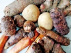 Brown coated tubers and yams