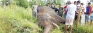 Multi-pronged effort to save elephants from trains