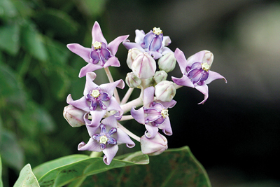 Wara-Calotropis-gigantea-(c)-Gehan-de-Silva-Wijeyeratne-Yala-(2004-01)