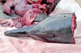 The slaughter of  the dolphins