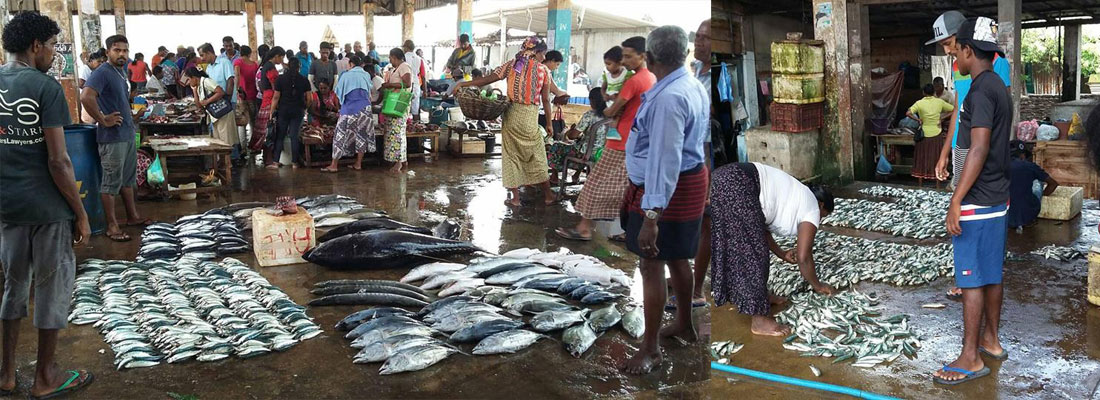 Fish aplenty but low returns complain fishermen