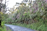 Spotting Nelu flowers in bloom five years before time