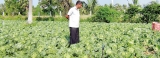 Caterpillar munches through Kalpitiya veggie crop