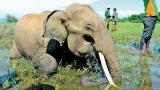 Investigations reveal  elephant killed for its tusks, 2 suspects remanded