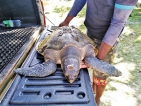 Wildlife officers  rescue injured turtle