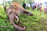 Bloody and tragic year for elephants