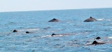 Pod of 50 Sperm Whales spotted off Kalpitiya