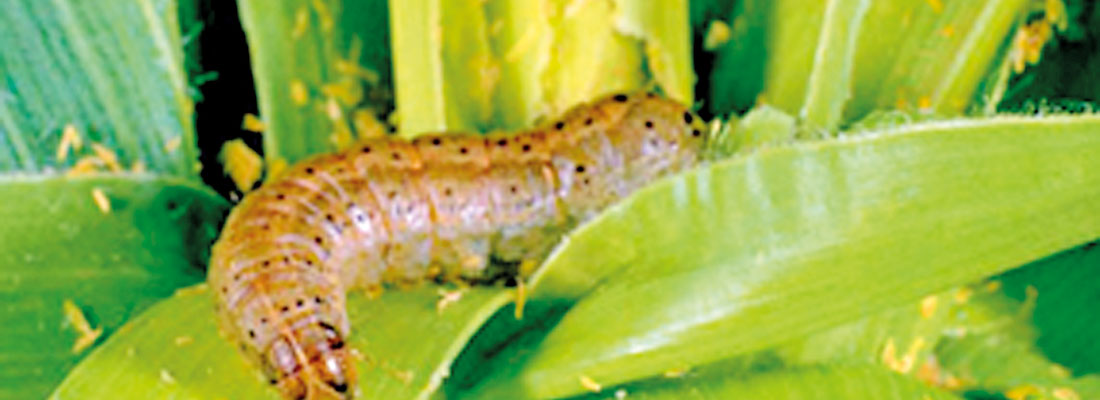 Maize cultivation in Moneragala ruined by ‘Sena’ caterpillar