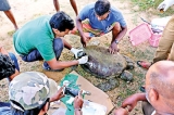 Sea turtles facing extinction