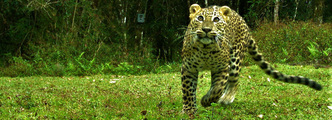 On the trail of the elusive ‘hunters’ of the sambar plains