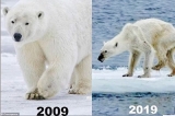 The real 10 year challenge: Celebs and charities take to social media to raise awareness on climate change