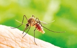 Giving mosquitoes diet pills could combat the spread of disease