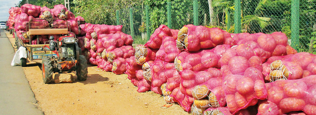 From bumper harvest blooms a pumpkin festival as farmer aid