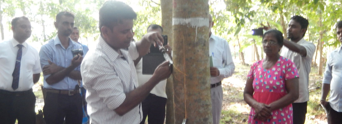 Wonder tree from Amazon rain forest, now flourishing in Sri Lanka’s dry zone