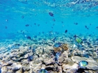 Replanting the damaged Coral Gardens of Hikkaduwa