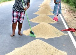 Roadside paddy