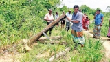 Millions poured into jungle to save elephants, and still they die