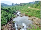 Oil palm estate in Nakiyadeniya discovers endemic fish species