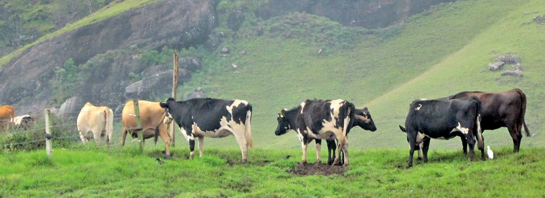 Importing exotic cows which performed poorly under local conditions