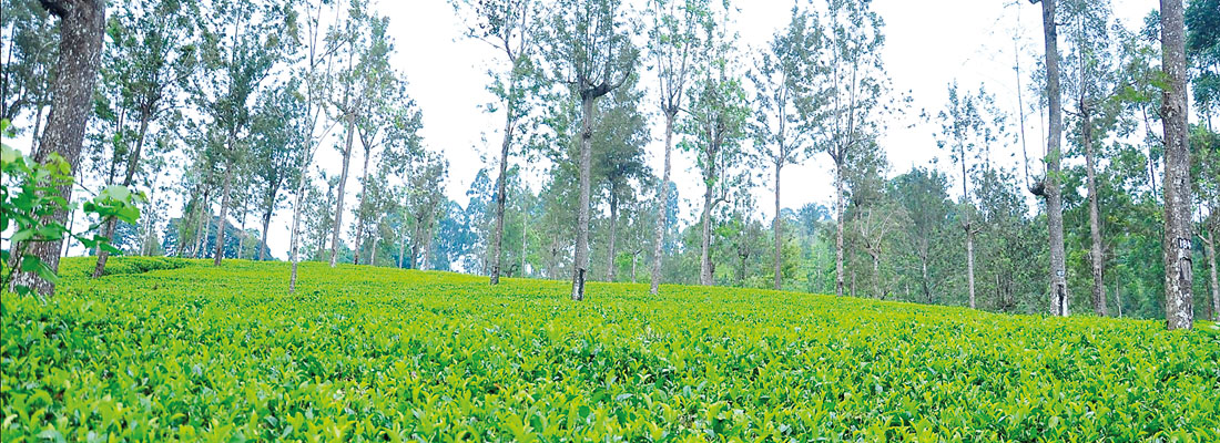 Bogawantalawa Tea set to become world’s first Climate Positive plantation company