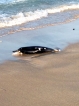 Dead baby dolphin on Kayankerni beach