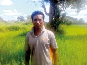 randima-Freshly-cultivated-paddy-fields-in-Medawachchiya