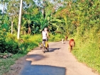 Cycling far from the madding crowd