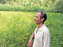 Ginger farming