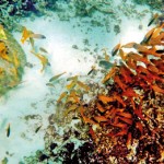 Shoals of fish flock around the newly introduced corals