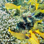 Varieties of fish are once again seen among the corals