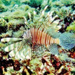 A section of the newly planted coral reef at Kalpitiya