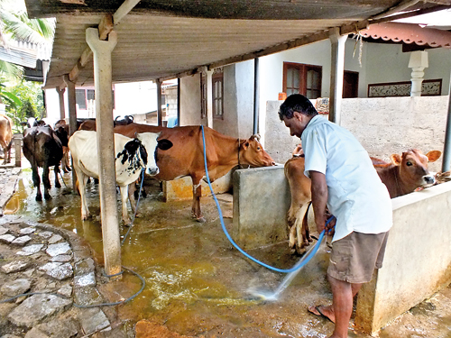 Mr-Alwis-cleaning-the-cattle-shed-2-May-2019_07052019_B05_CMY