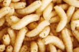 The answer to ulcers? Maggots